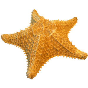 Starfish Png Image #19872 - Starfish, Transparent background PNG HD thumbnail