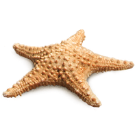 Starfish Png Png Image - Starfish, Transparent background PNG HD thumbnail