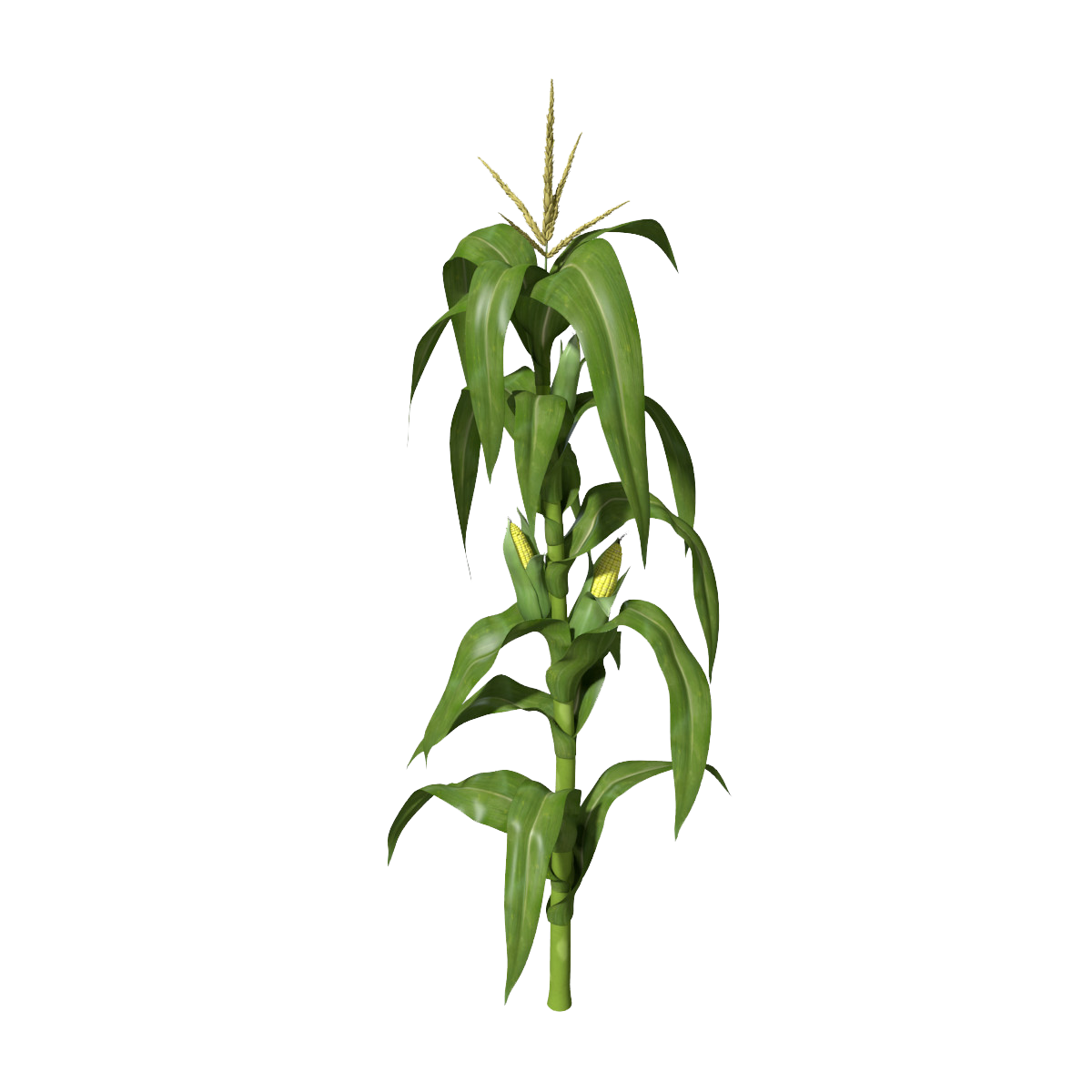 Corn Plant Png Clipart - Stem Of A Plant, Transparent background PNG HD thumbnail