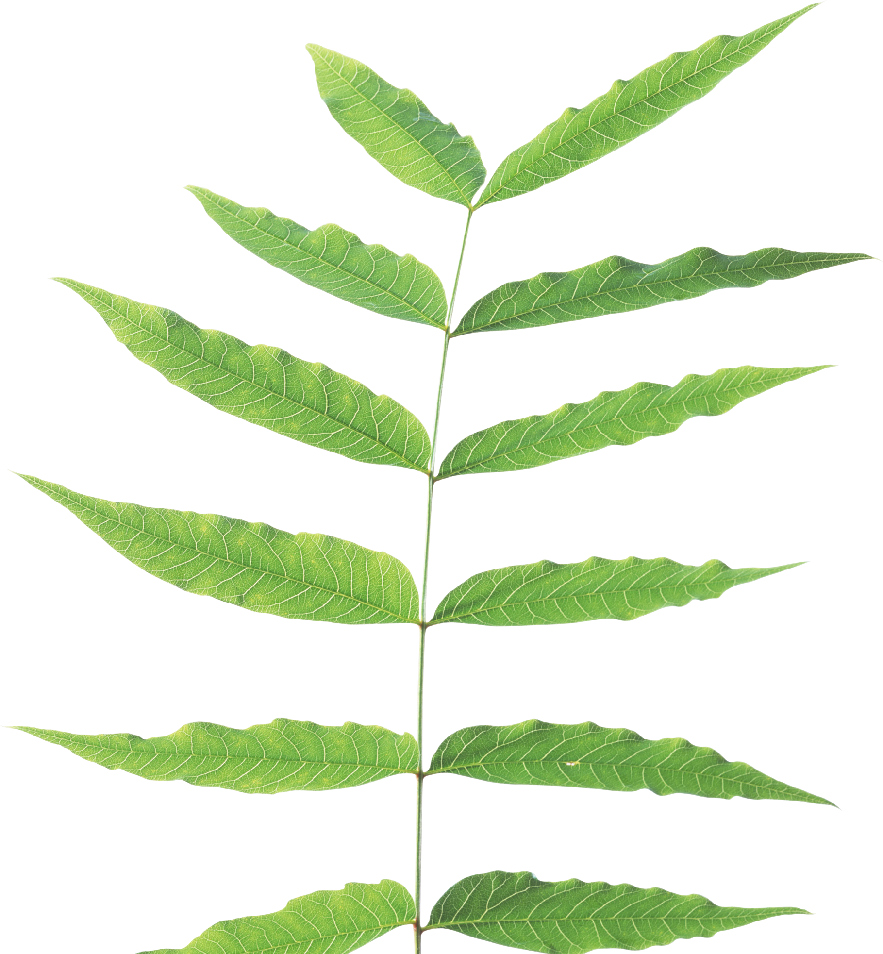 Green Leaf Png - Stem Of A Plant, Transparent background PNG HD thumbnail