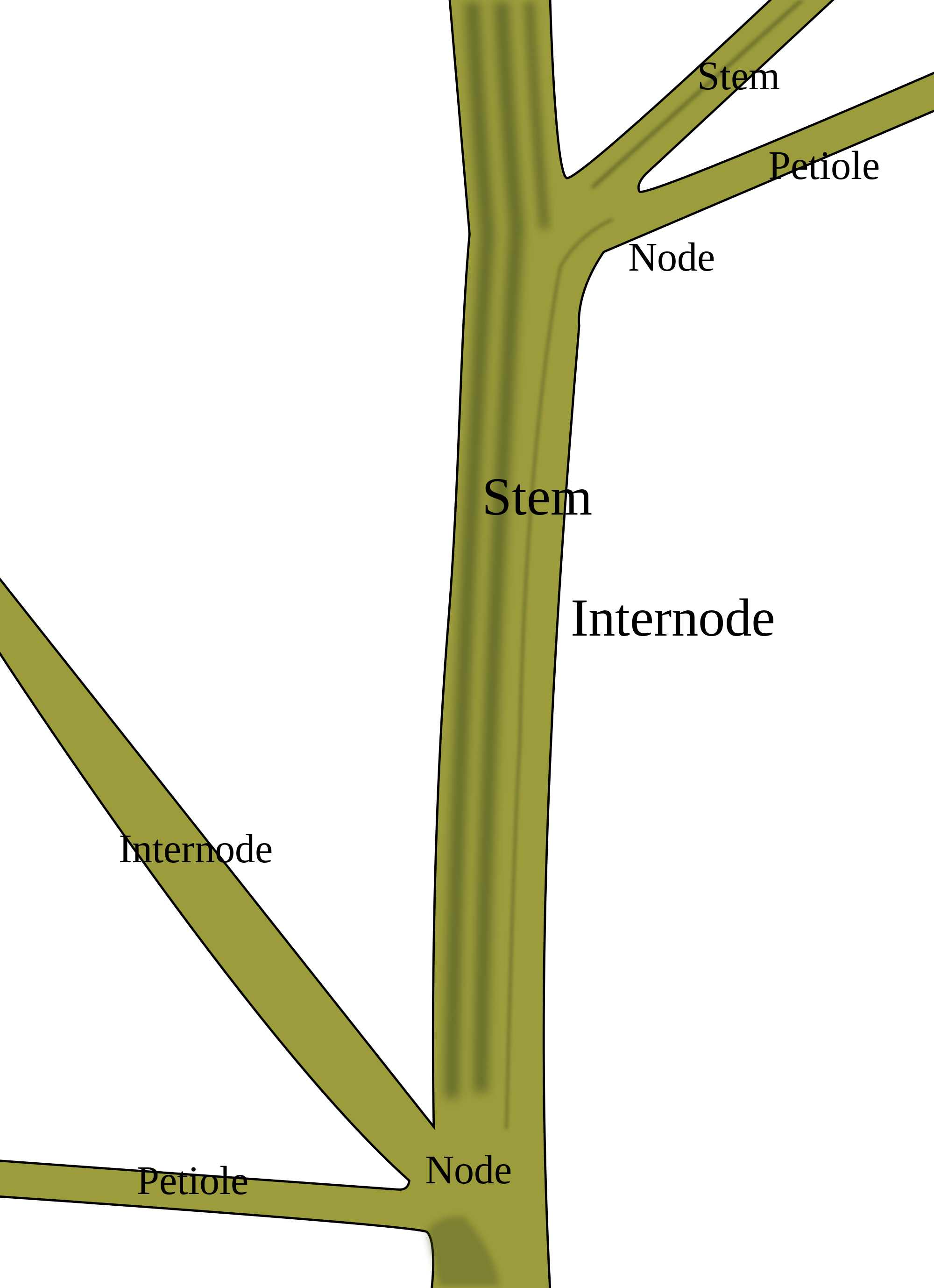 Open Hdpng.com  - Stem Of A Plant, Transparent background PNG HD thumbnail