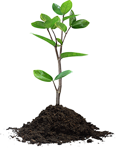 Our Free Evaluation Identifies The Condition Of All Of The Woody Plants (Any Plant Or Tree With A Woody Stem), The Soil That Supports Them, Hdpng.com  - Stem Of A Plant, Transparent background PNG HD thumbnail