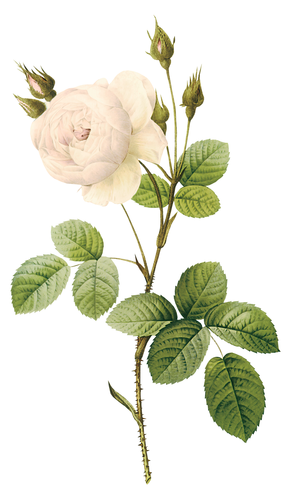 White Rose Png Image, Flower White Rose Png Picture - Stem Of A Plant, Transparent background PNG HD thumbnail