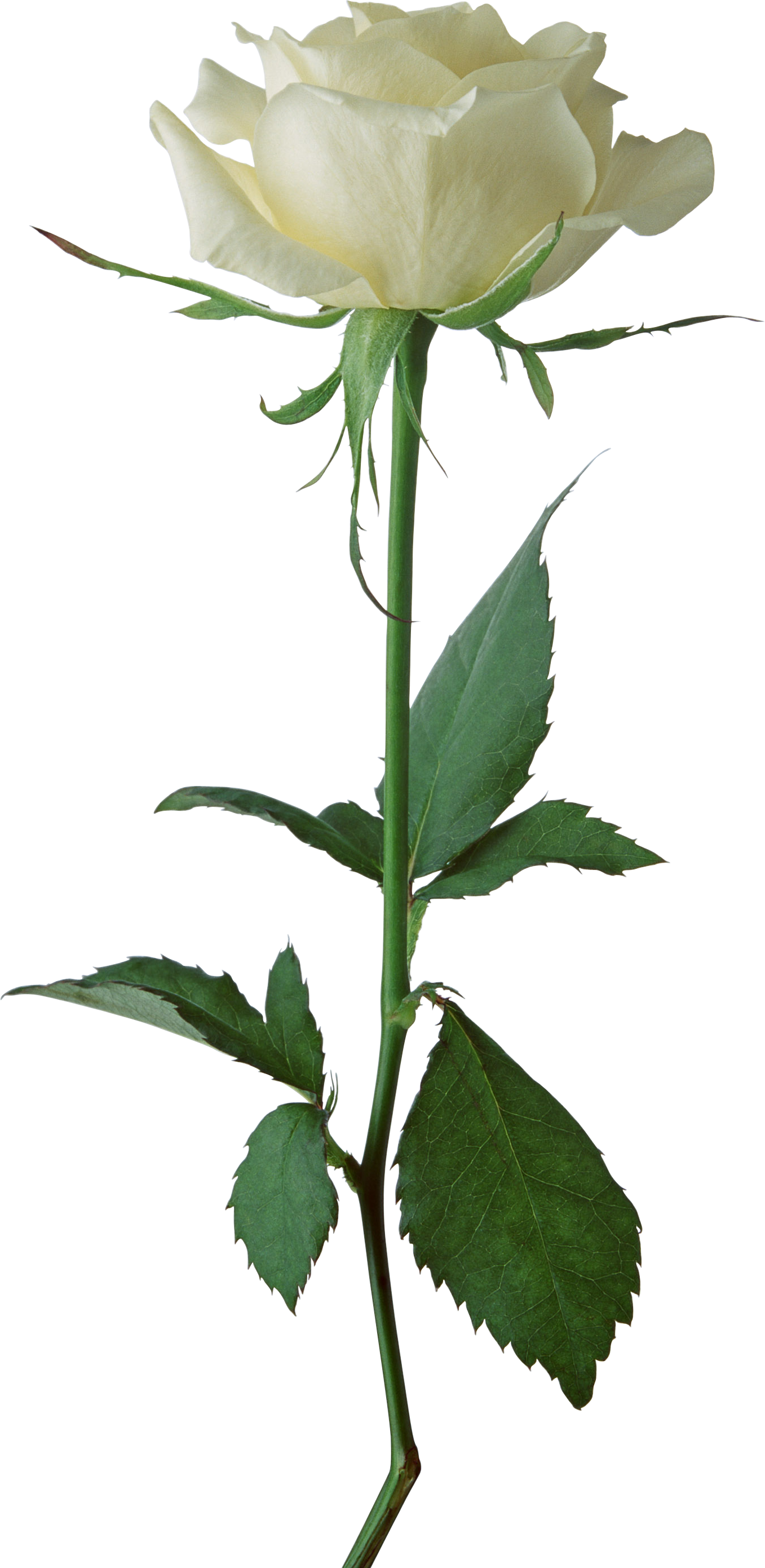 White Rose Png Image, Flower White Rose Png Picture - Stem Of A Plant, Transparent background PNG HD thumbnail