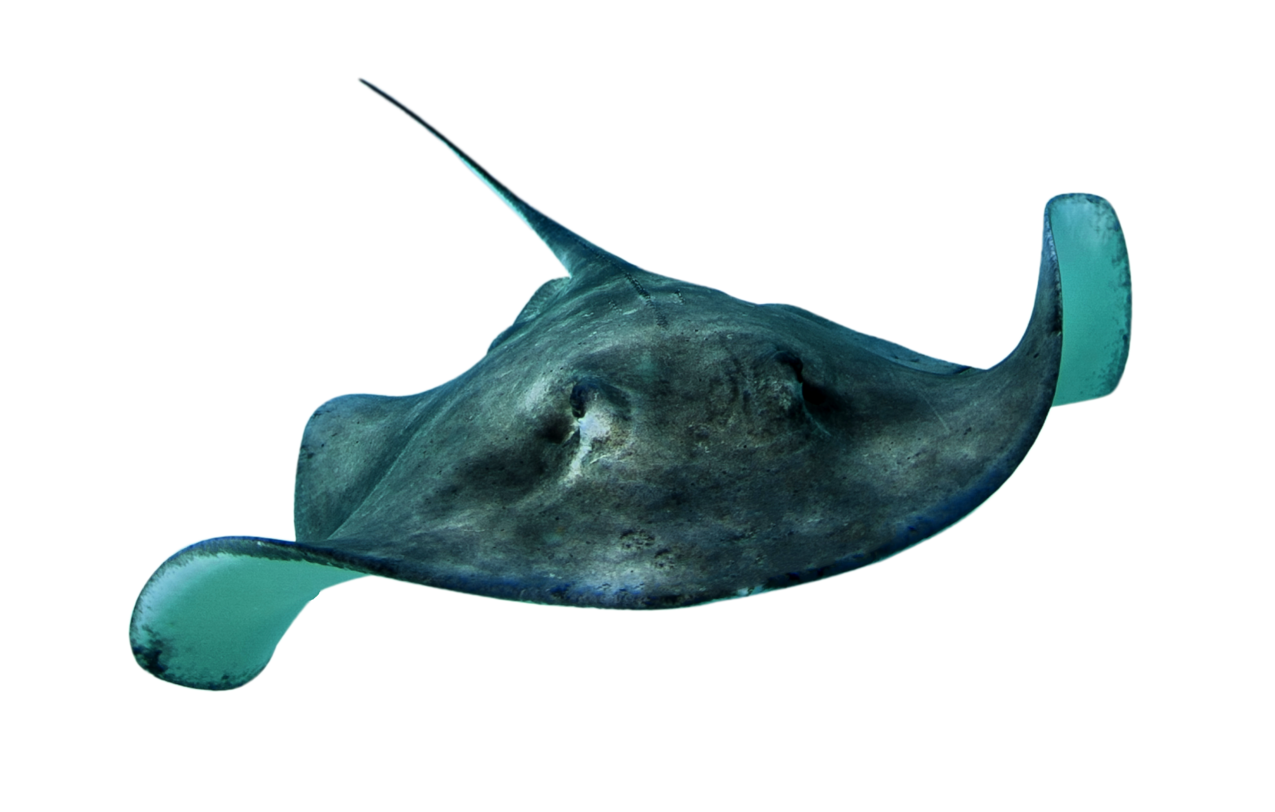 Did You Know? - Stingray, Transparent background PNG HD thumbnail