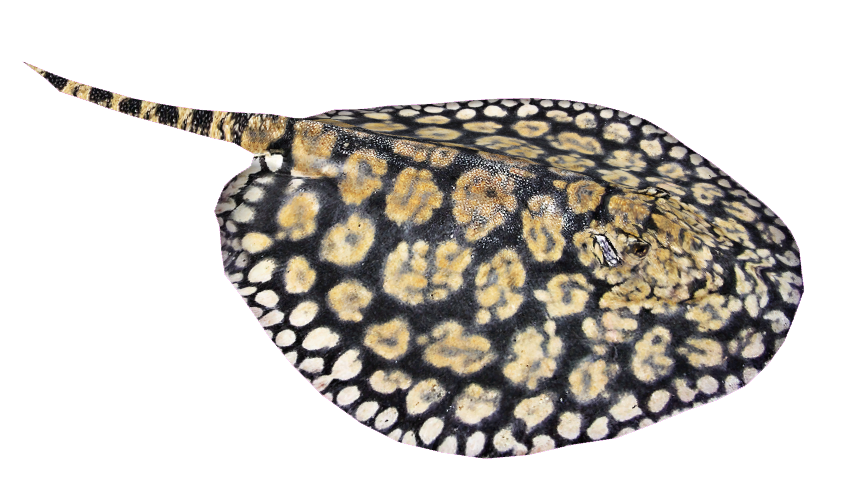Posted Image - Stingray, Transparent background PNG HD thumbnail