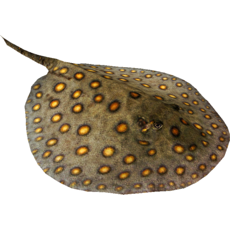 Image   Ocellate River Stingray (Maximilian).png | Zt2 Download Library Wiki | Fandom Powered By Wikia - Stingray, Transparent background PNG HD thumbnail