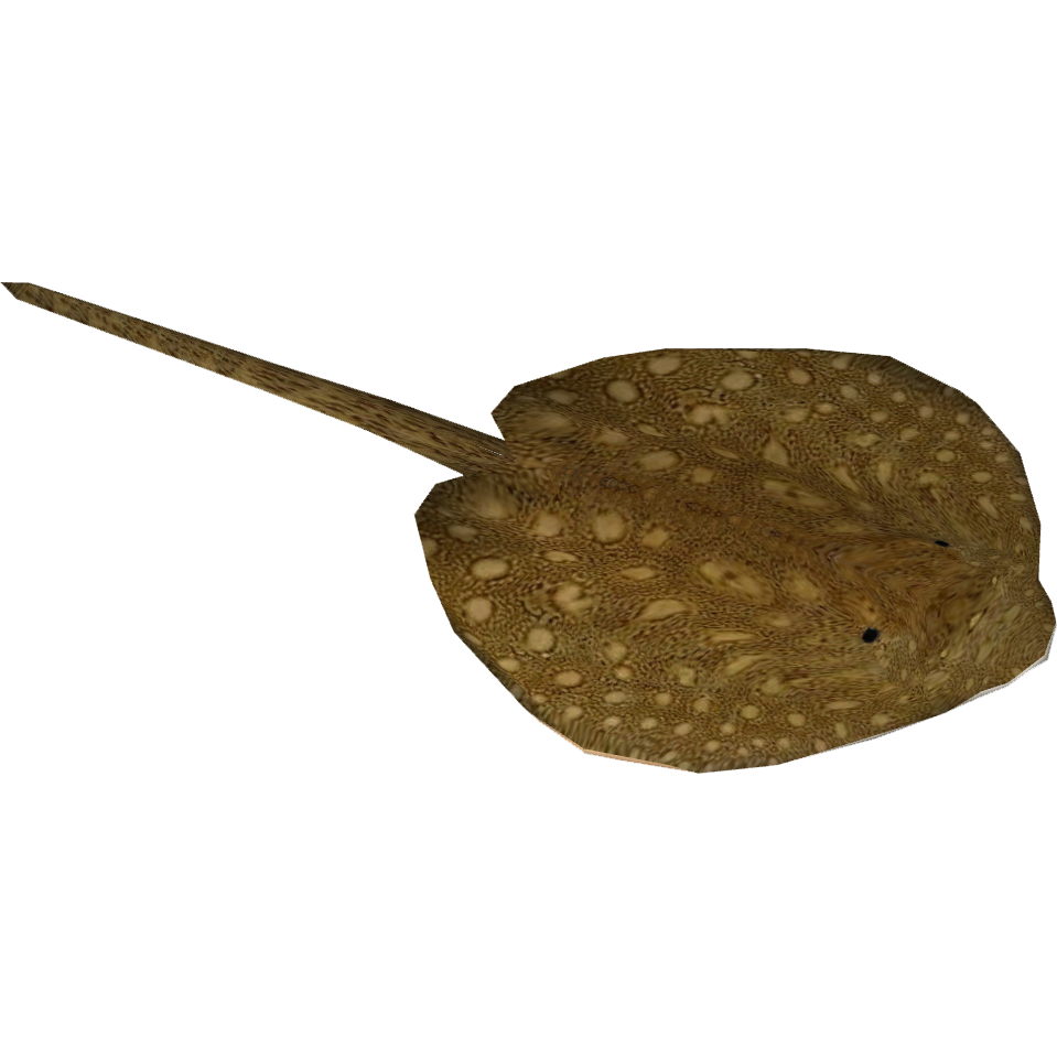 Image   Parnaiba River Stingray (Aquila).png | Zt2 Download Library Wiki | Fandom Powered By Wikia - Stingray, Transparent background PNG HD thumbnail