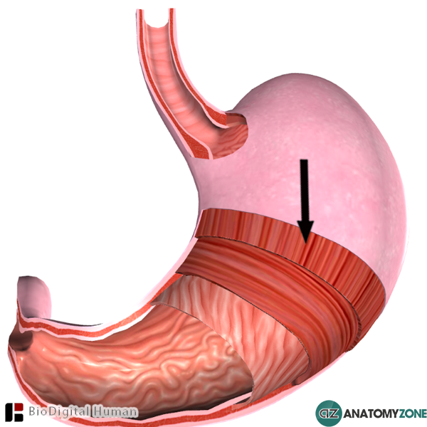 Stomach Png Hd Hdpng.com 600 - Stomach, Transparent background PNG HD thumbnail