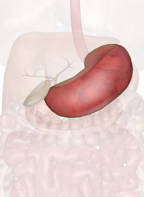 Click To View Large Image - Stomach, Transparent background PNG HD thumbnail