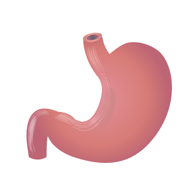 File:201405 Stomach.png - Stomach, Transparent background PNG HD thumbnail