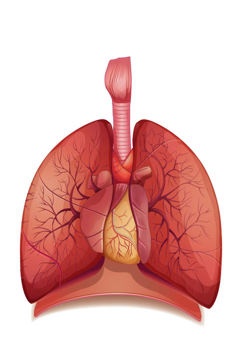 Lungs - Stomach, Transparent background PNG HD thumbnail