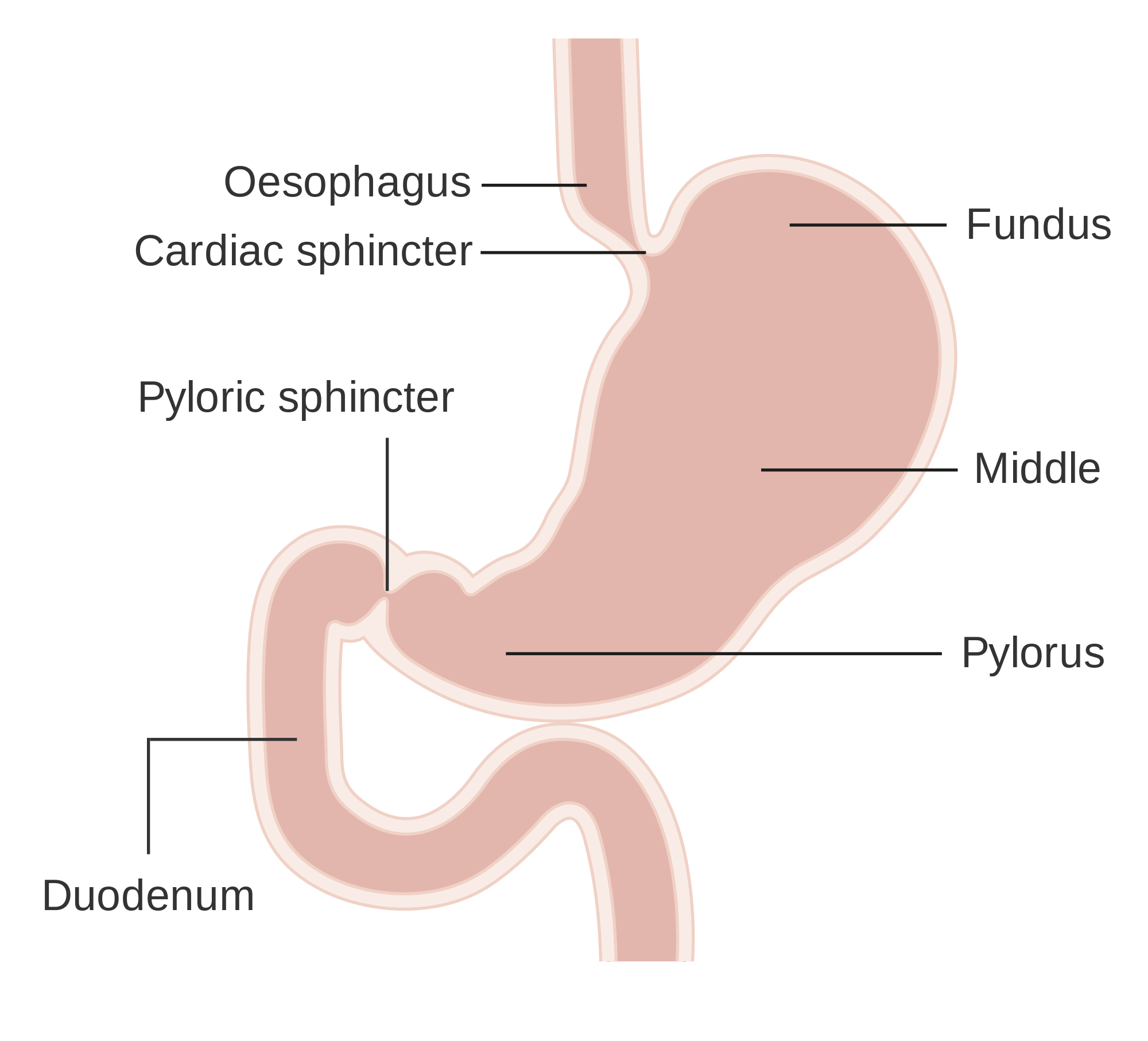 Open Hdpng.com  - Stomach, Transparent background PNG HD thumbnail