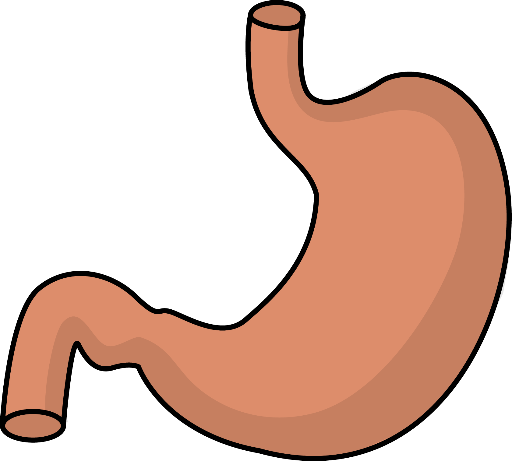 Stomach Clipart. - Stomach, Transparent background PNG HD thumbnail