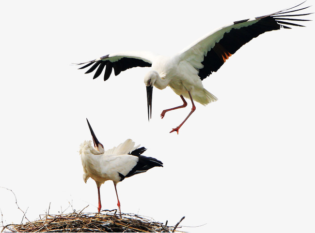 Birds Animals Stork Free Png And Psd - Stork, Transparent background PNG HD thumbnail