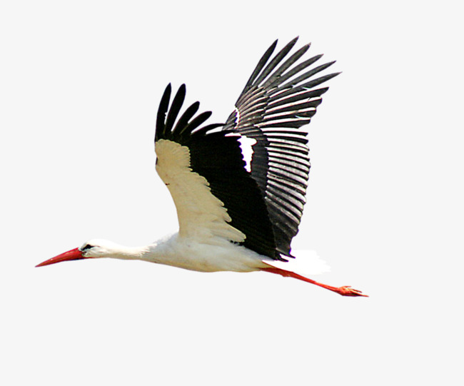 Flying Storks Free Png - Stork, Transparent background PNG HD thumbnail