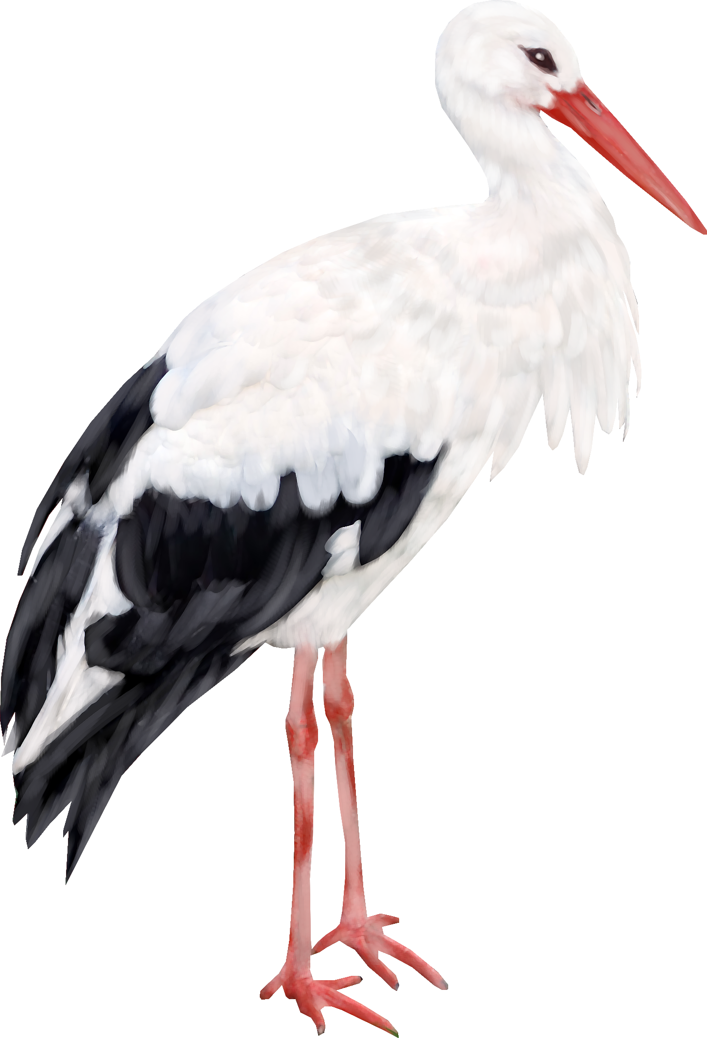 Stork Png - Stork, Transparent background PNG HD thumbnail