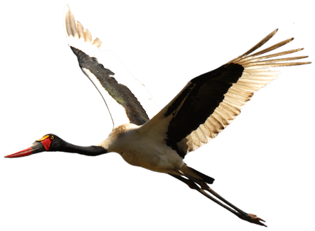 Walking storks, Stork Materia