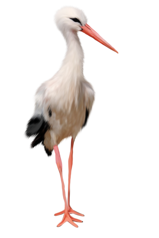 Stork PNG