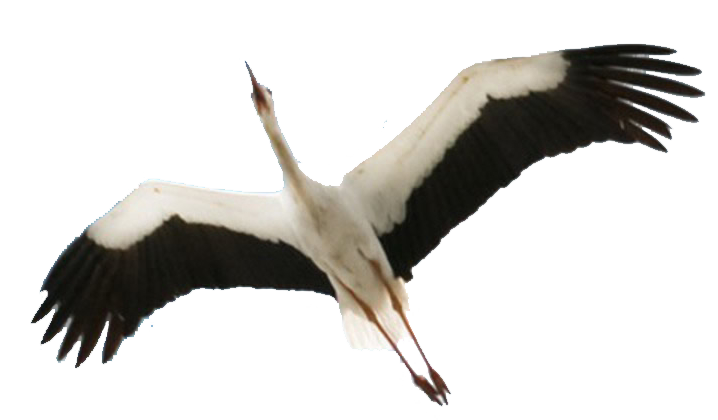 Stork, Fly, Landing, Elegant,