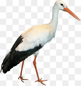 Flying storks Free PNG
