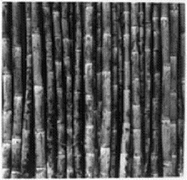 Sugar Cane A Close Up View Of Sugar Cane Stalks. Cane.png - Sugar Cane Black And White, Transparent background PNG HD thumbnail