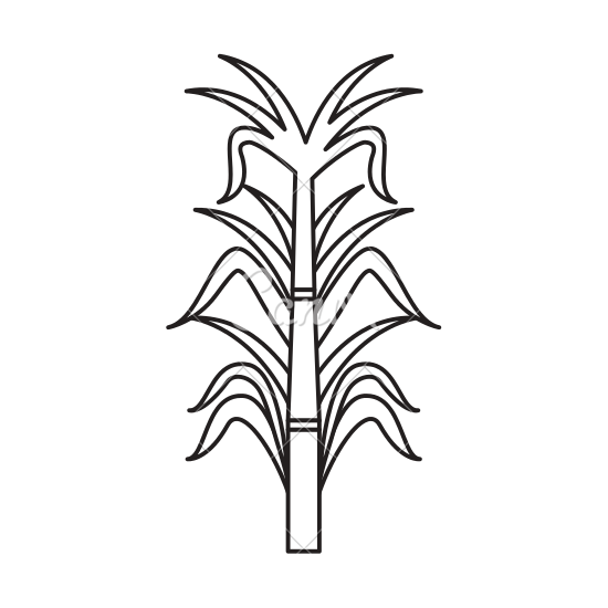 Sugar Cane Icon - Sugar Cane Black And White, Transparent background PNG HD thumbnail