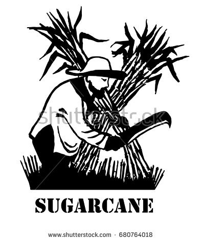 Sugarcane. The Farmer Chops The Reeds With A Machete. Plantation. Black And White - Sugar Cane Black And White, Transparent background PNG HD thumbnail