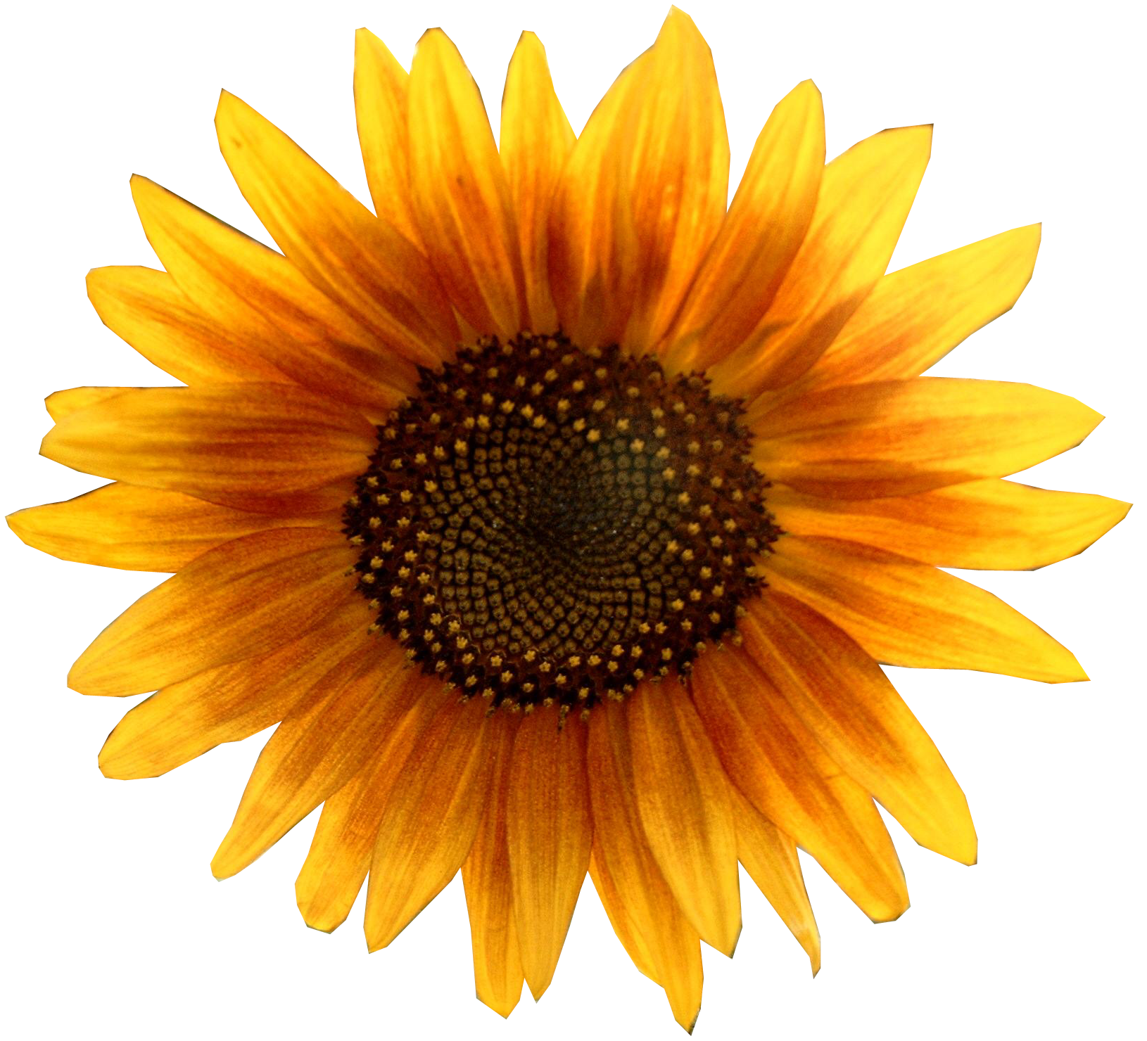 File:A sunflower-Edited.png
