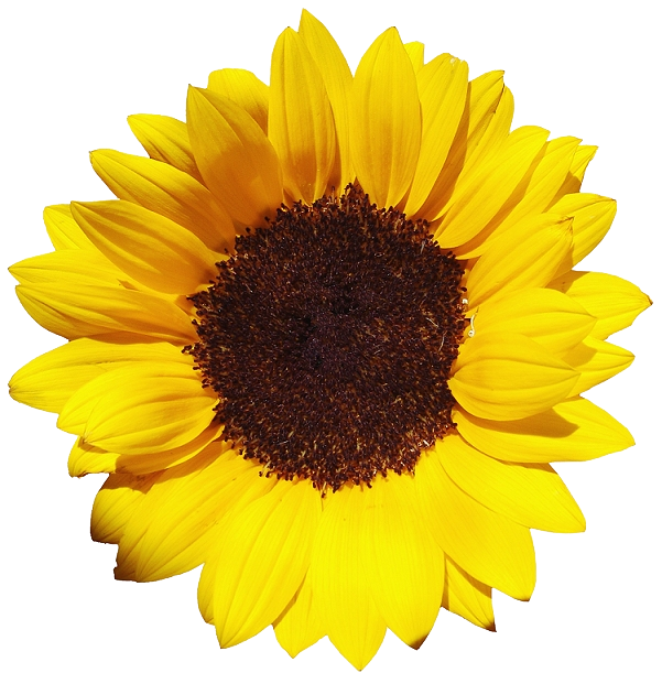 Sunflower Png #3 By Darksideofgraphic Hdpng.com  - Sunflower, Transparent background PNG HD thumbnail