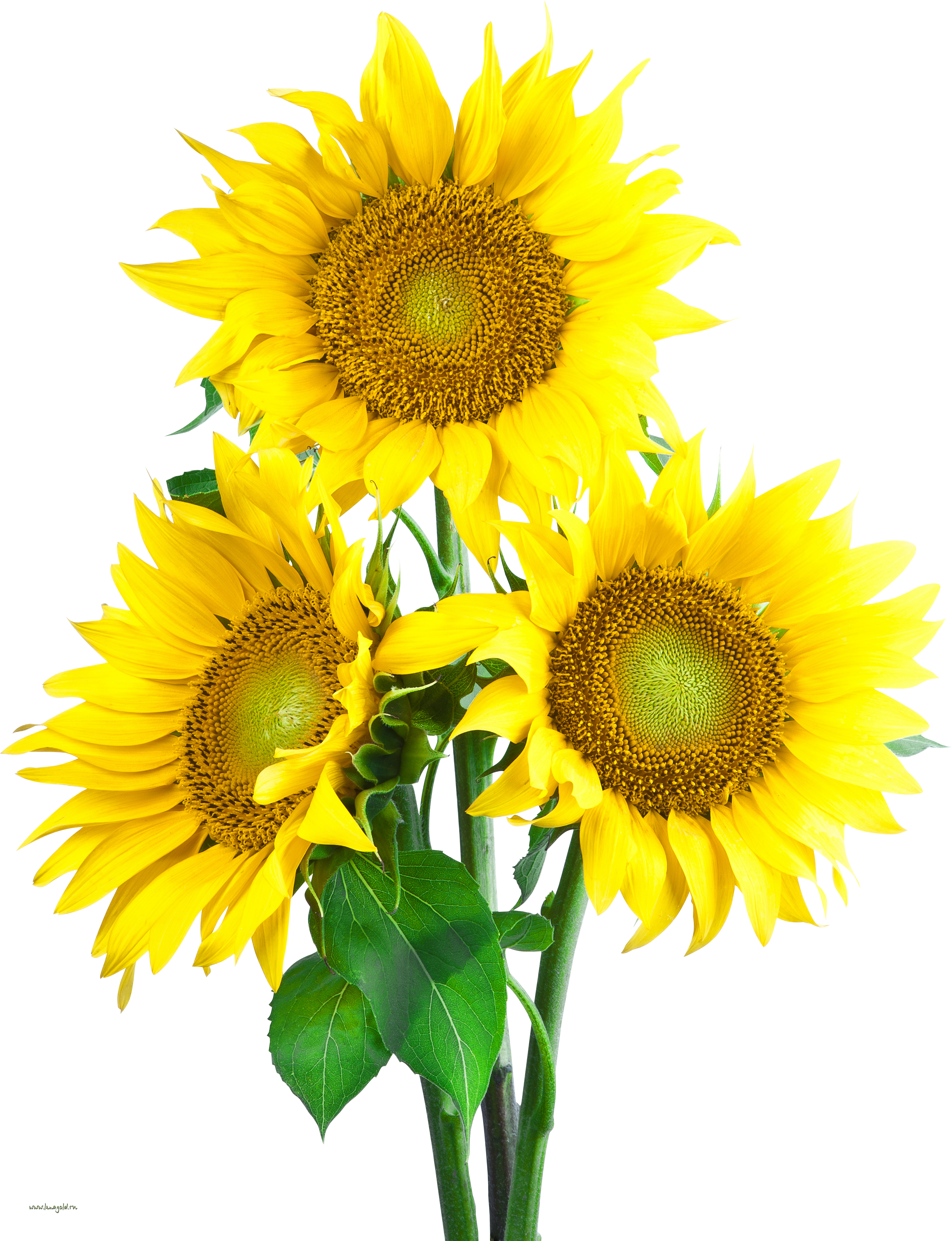 Sunflower PNG Pic