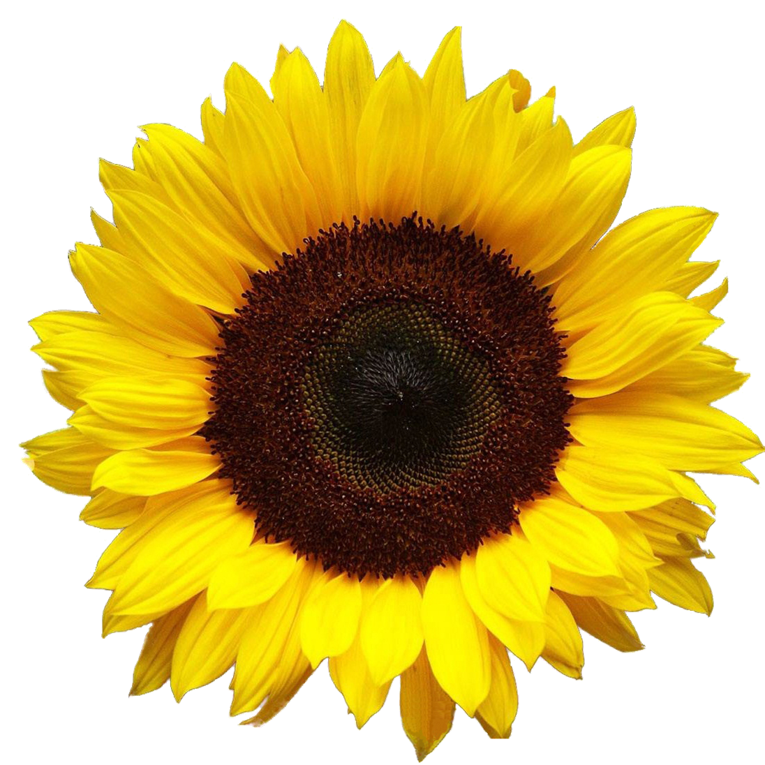 Sunflower Png Hd - Sunflower, Transparent background PNG HD thumbnail