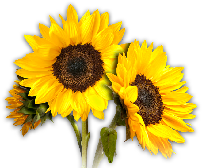 Sunflowers Png Pic PNG Image
