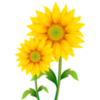 Sunflowers Png Pic Png Image - Sunflower, Transparent background PNG HD thumbnail