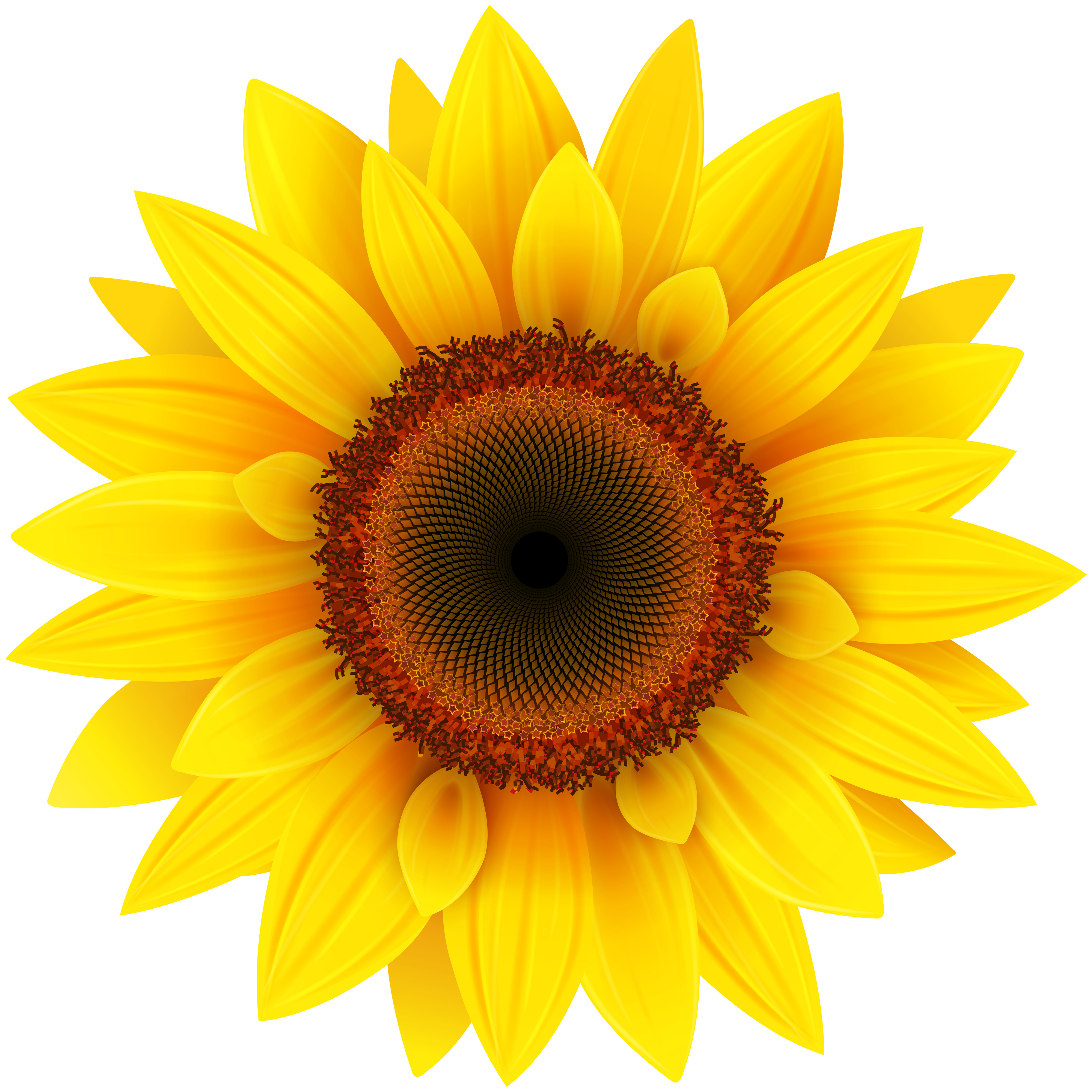 Sunflower Png Clipart Picture - Sunflowers, Transparent background PNG HD thumbnail