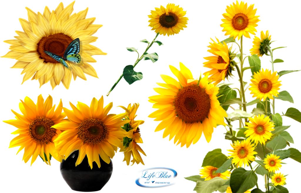 Sunflowers   Png By Lifeblue On Deviantart - Sunflowers, Transparent background PNG HD thumbnail