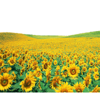 Sunflowers Png File Png Image - Sunflowers, Transparent background PNG HD thumbnail