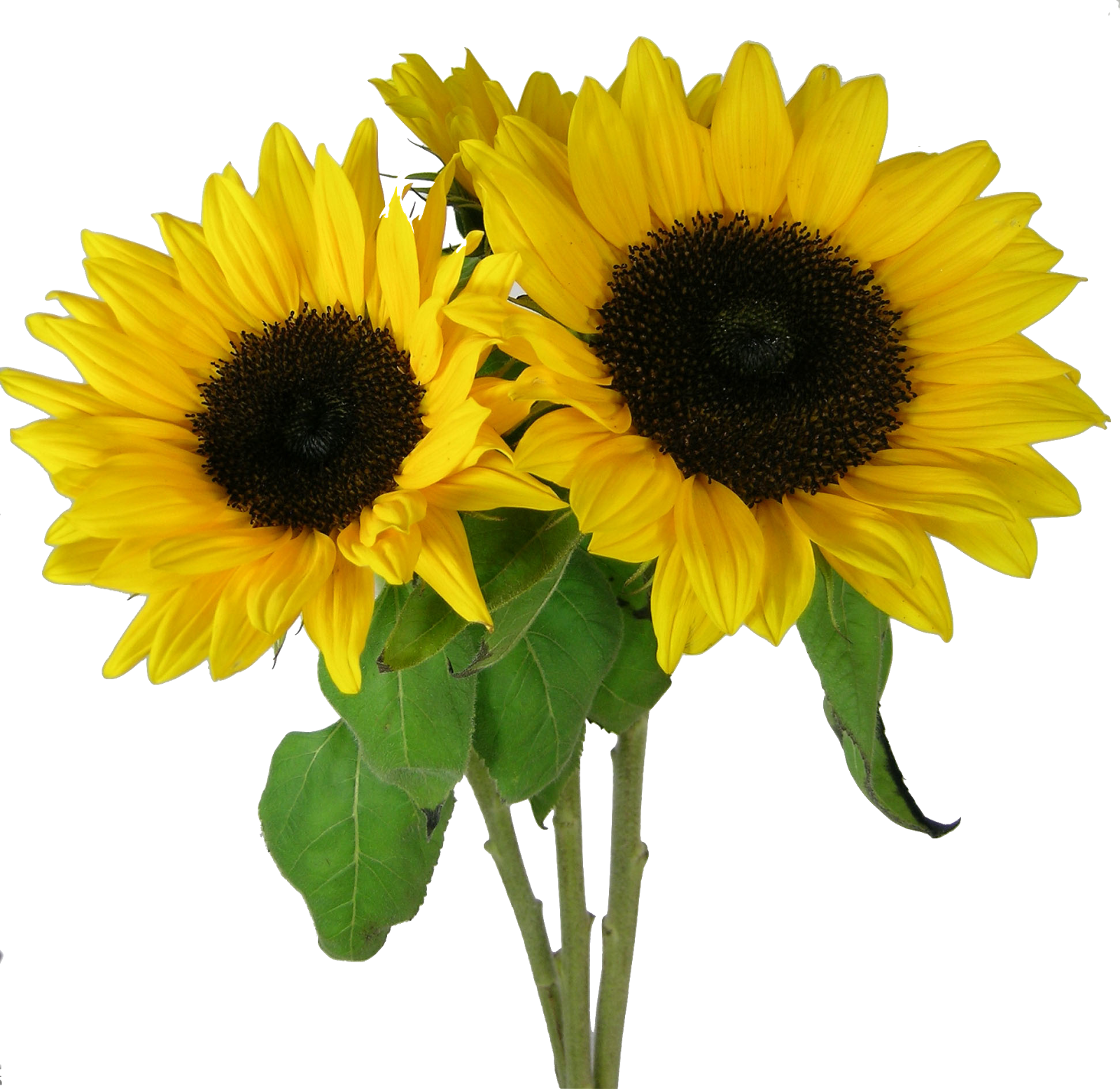 Sunflowers Png Image #28717 - Sunflowers, Transparent background PNG HD thumbnail