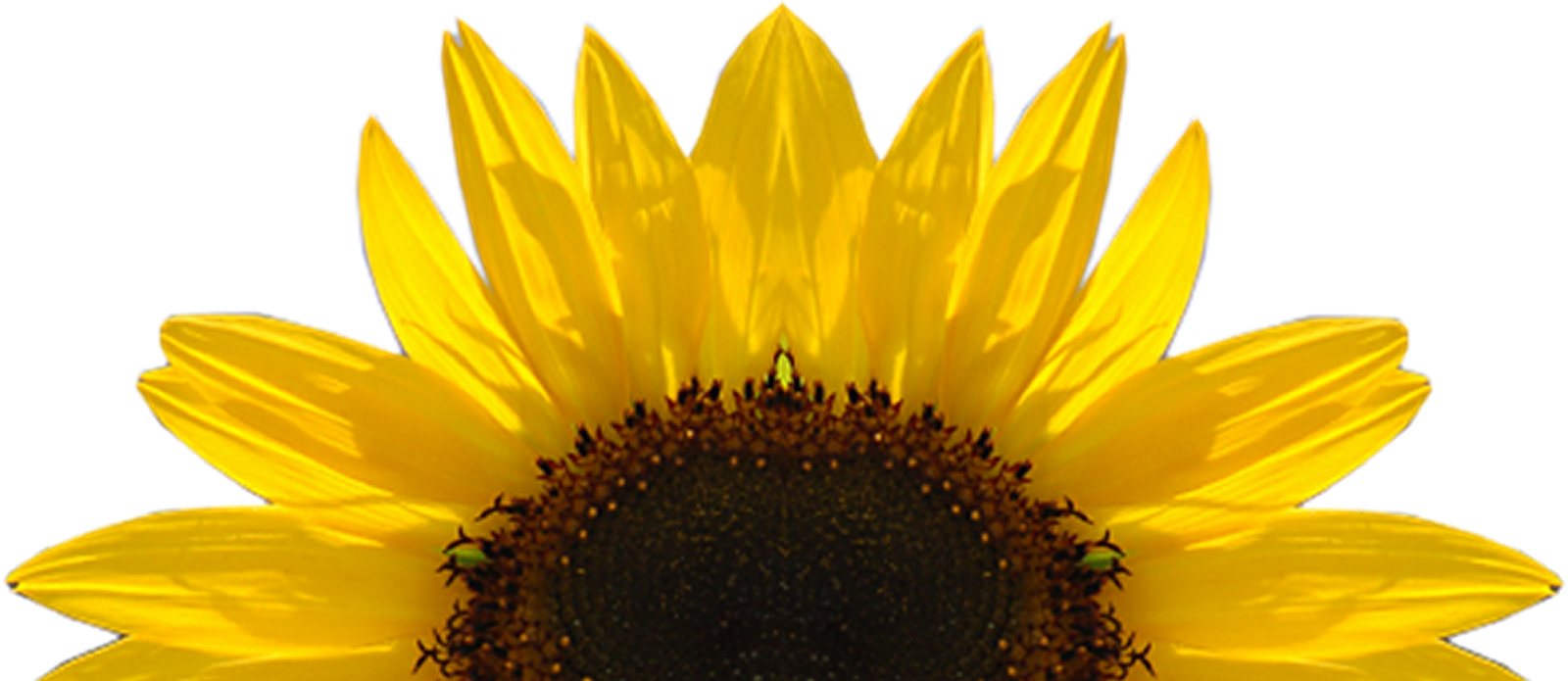 Sunflowers Png Image #28740 - Sunflowers, Transparent background PNG HD thumbnail