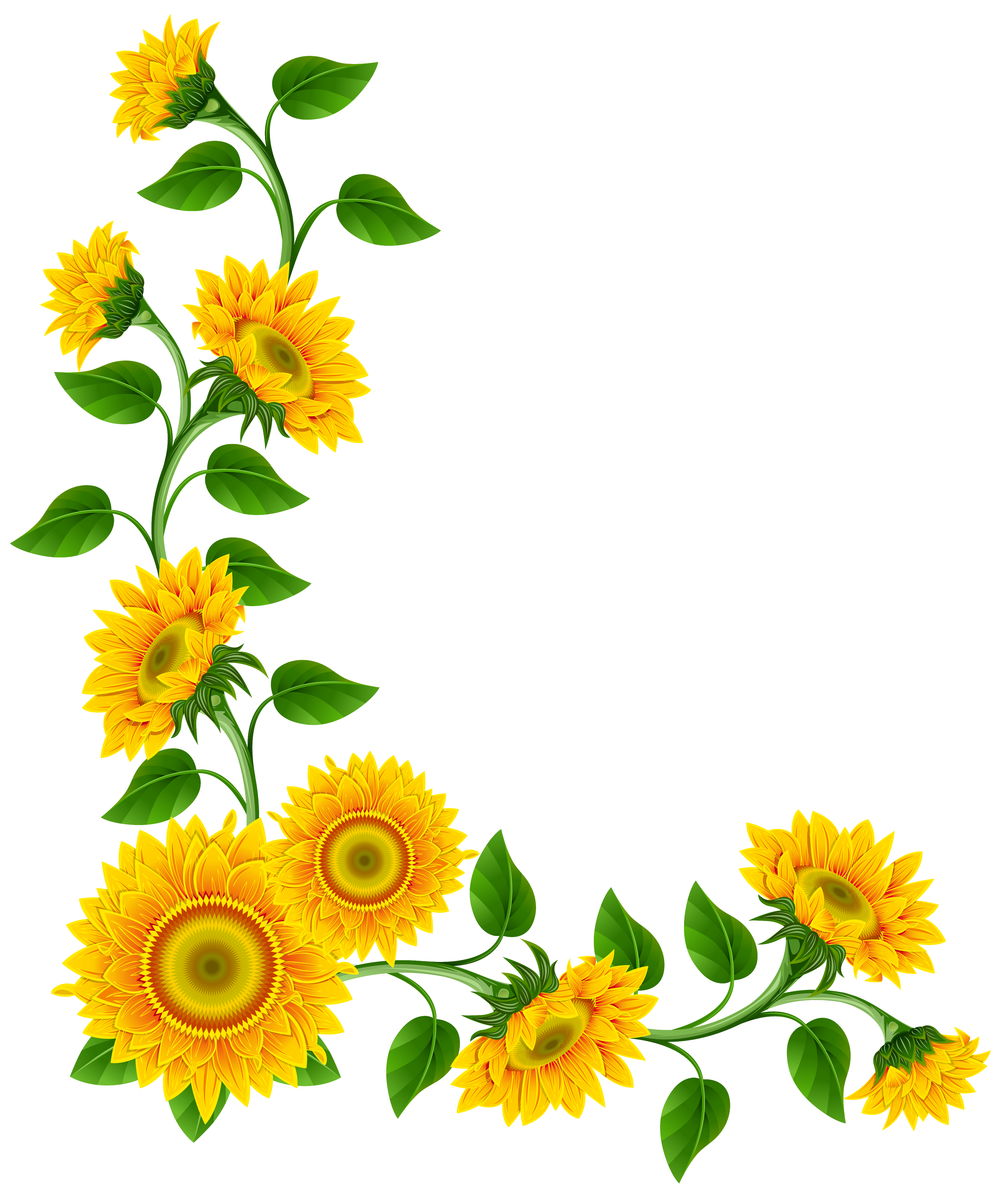 Sunflowers Png Image #28741 - Sunflowers, Transparent background PNG HD thumbnail