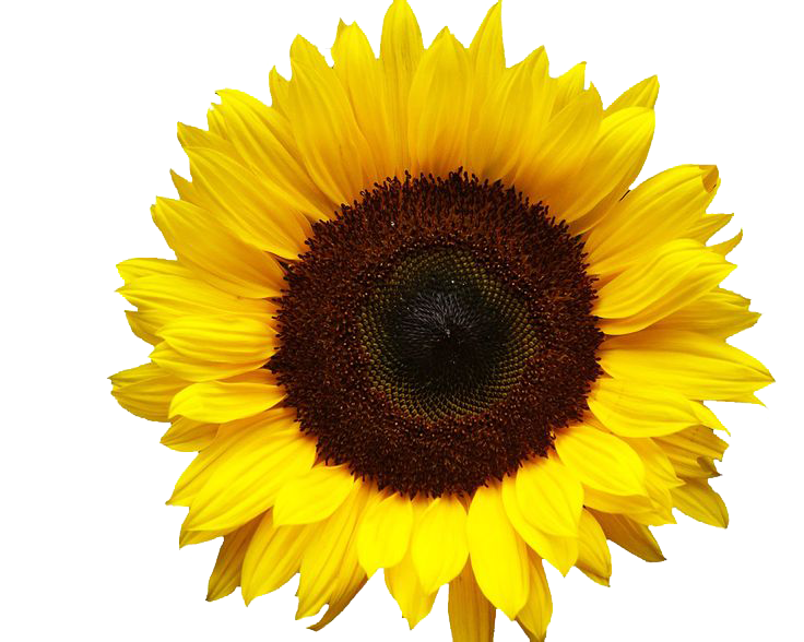 Sunflowers Png Image Png Image - Sunflowers, Transparent background PNG HD thumbnail