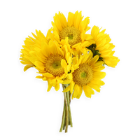 Sunflowers Png Png Image - Sunflowers, Transparent background PNG HD thumbnail