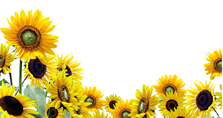 Sunflowers The Bradley Center - Sunflowers, Transparent background PNG HD thumbnail