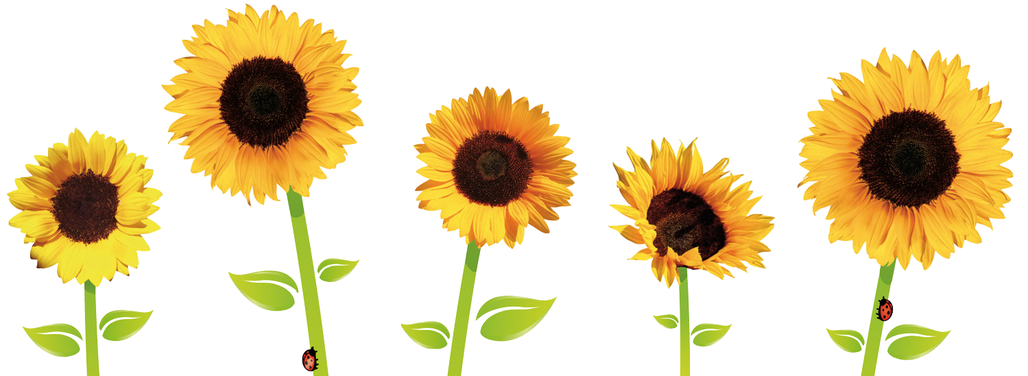 Sunflowers Transparent Png Image - Sunflowers, Transparent background PNG HD thumbnail