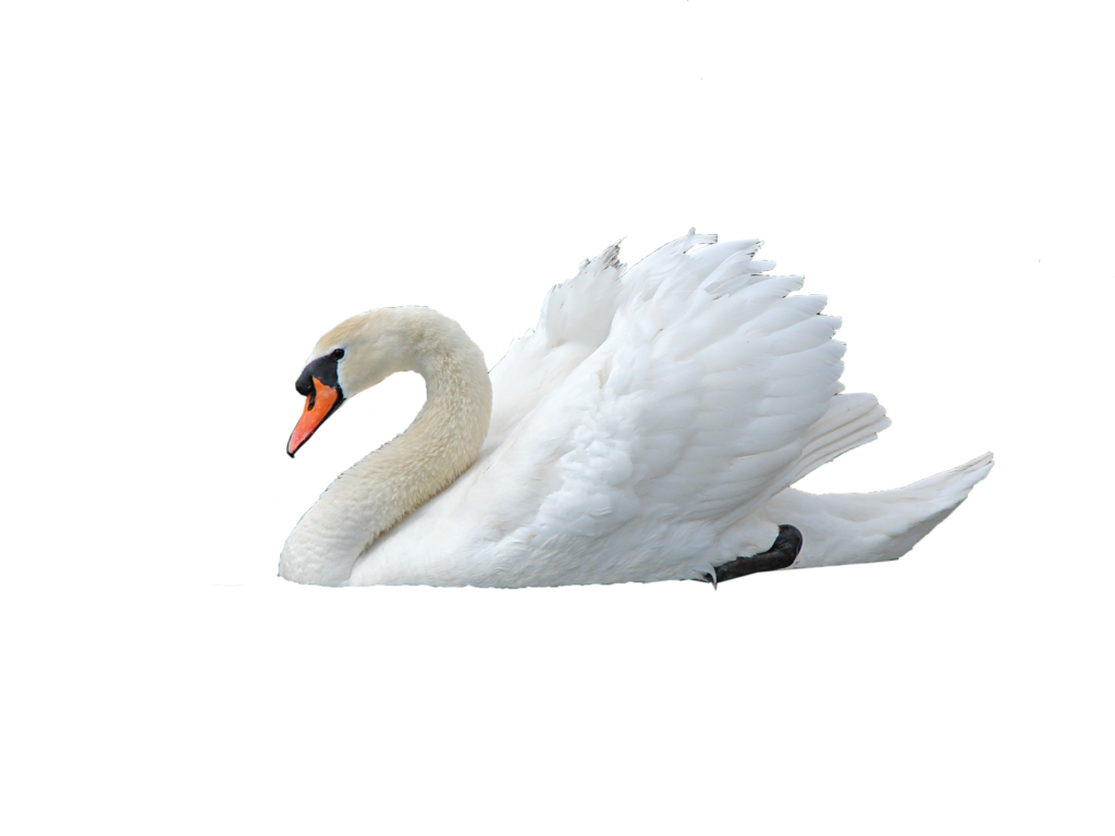 Mute Swan Png By Virgolinedancer1 Hdpng.com  - Swan, Transparent background PNG HD thumbnail
