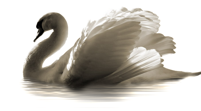 Mute Swan png by VIRGOLINEDAN