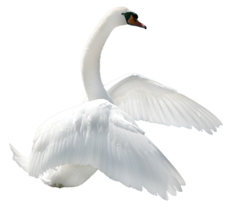 Swan Png Clipart PNG Image