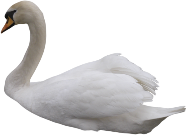 Swan Png By Ivaxxx Hdpng.com  - Swan, Transparent background PNG HD thumbnail