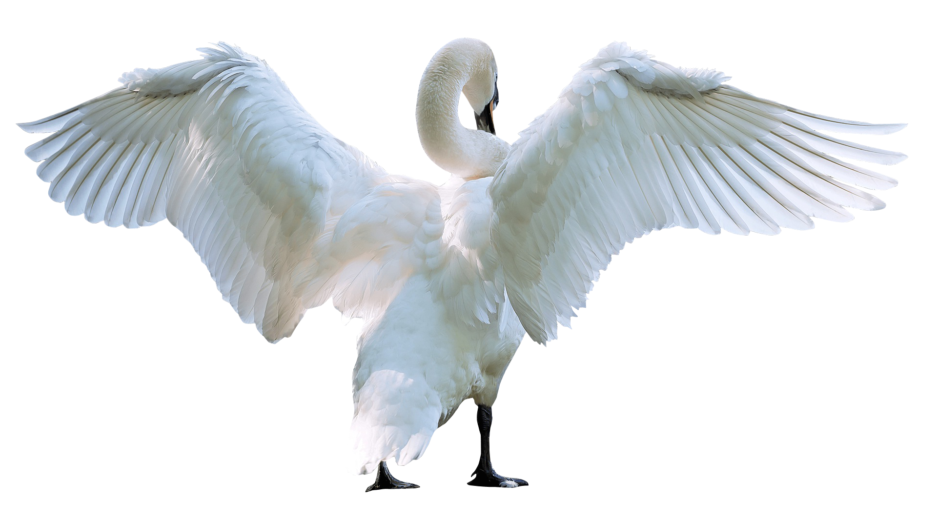 Mute Swan png by VIRGOLINEDAN