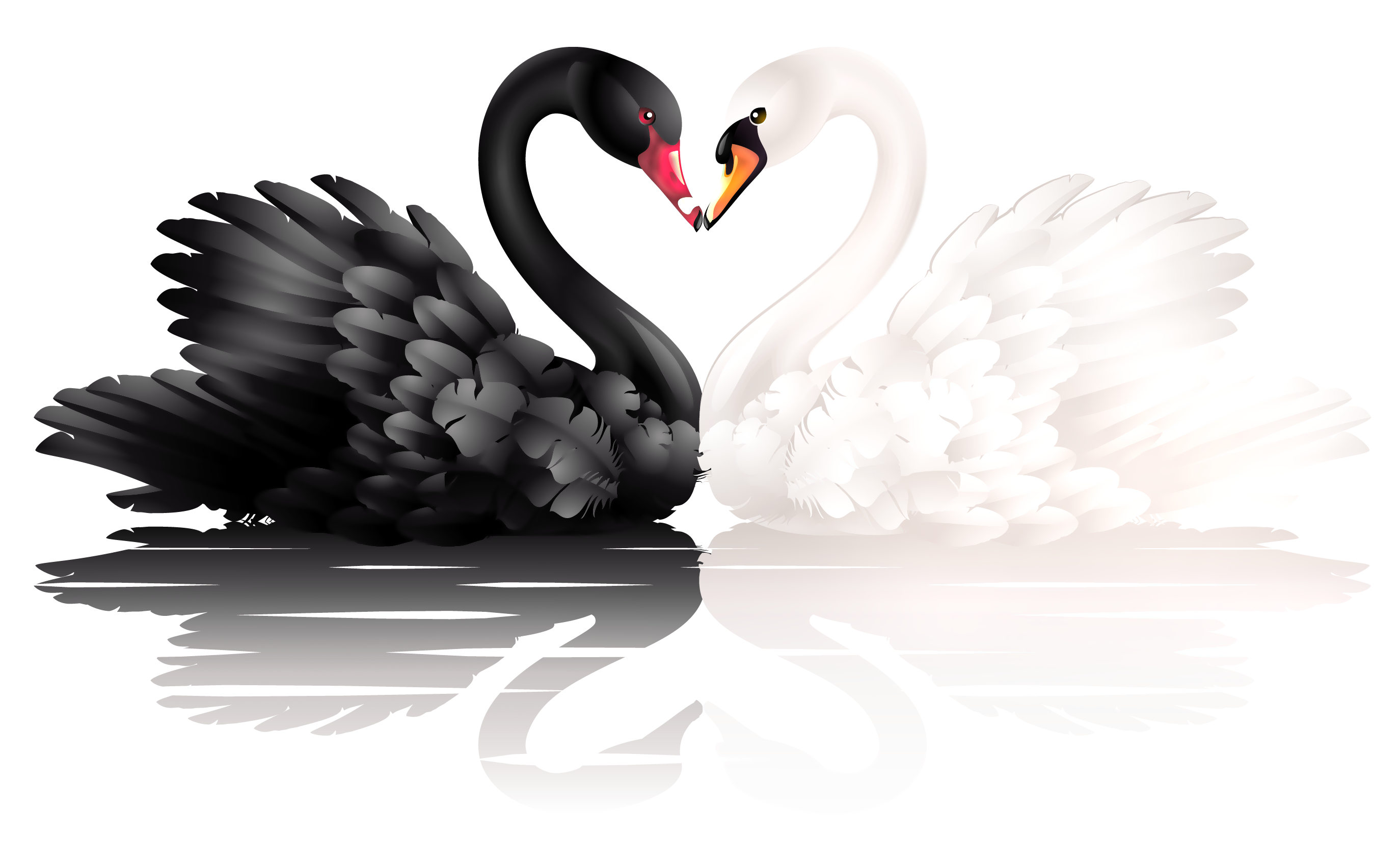 Black And White Swan Png - Swan, Transparent background PNG HD thumbnail